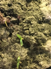 Trichoderma harzianum