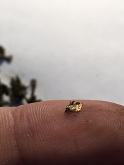 Trichoderma harzianum