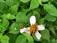 Ochraethes pollinosus