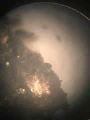 Trichoderma harzianum