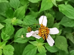 Ochraethes pollinosus