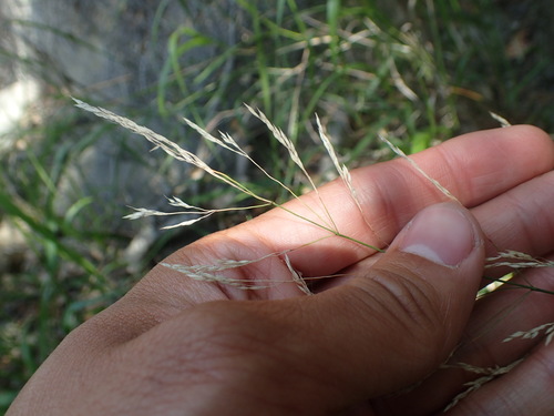 iNaturalist observation photo of Smilo Grass