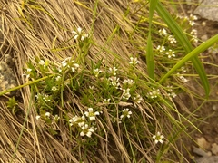 Cherleria biflora