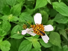 Ochraethes pollinosus