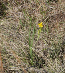 Hypoxis acuminata