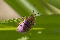 Alagoasa vigintiseptemmaculata