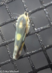 Eupteryx flavoscuta
