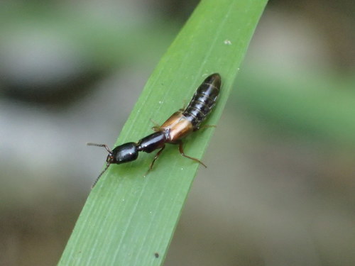 iNaturalist observation photo of Xantholinini