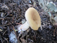 Paralepista flaccida