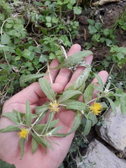 Centaurea hyalolepis