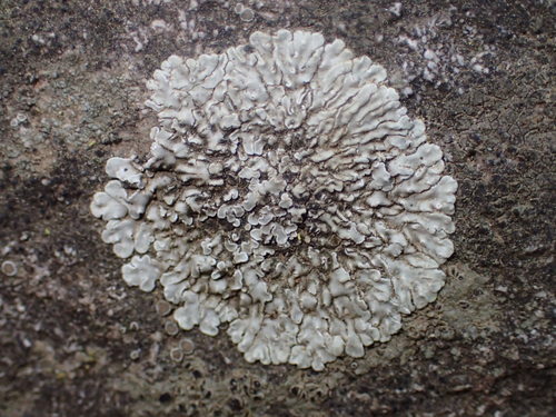 iNaturalist observation photo of Stonewall Rim Lichen