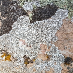 Pertusaria leucosora