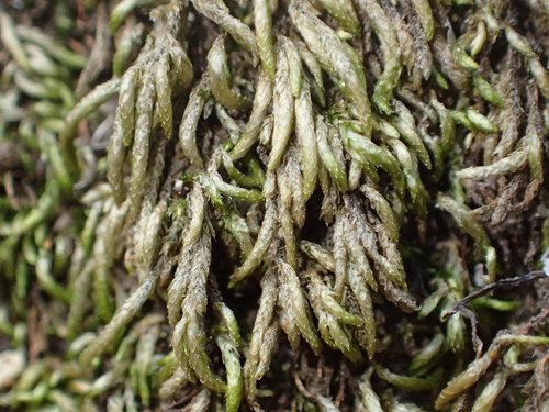 iNaturalist observation photo of Joint-toothed Mosses