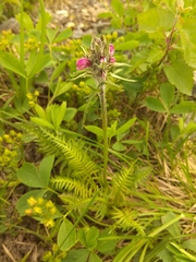 Pedicularis sudetica interioroides