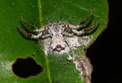 Phrynarachne decipiens