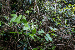 Dioscorea dregeana