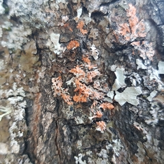 Marchandiomyces corallinus