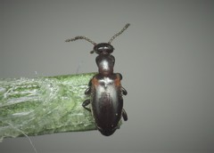 Omonadus formicarius