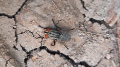 Sarcophagidae