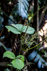 Dioscorea dregeana