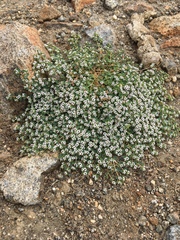Euphorbia polycarpa polycarpa