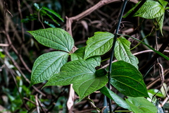 Dioscorea dregeana
