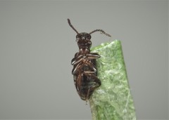 Omonadus formicarius