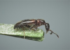 Omonadus formicarius