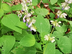 Salvia compsostachys