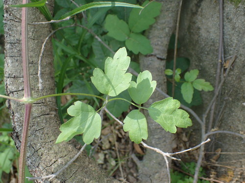 iNaturalist observation photo of Western White Clematis
