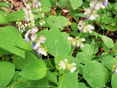 Salvia compsostachys