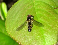 Meligramma triangulifera