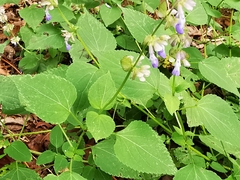 Salvia compsostachys