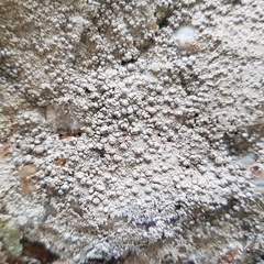 Lecanora subcarnea