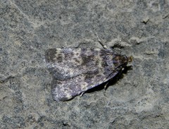 Aglossa rabatalis