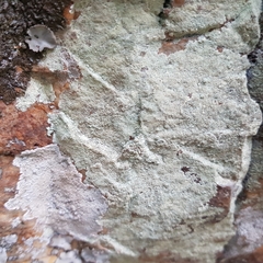 Lecanora orosthea