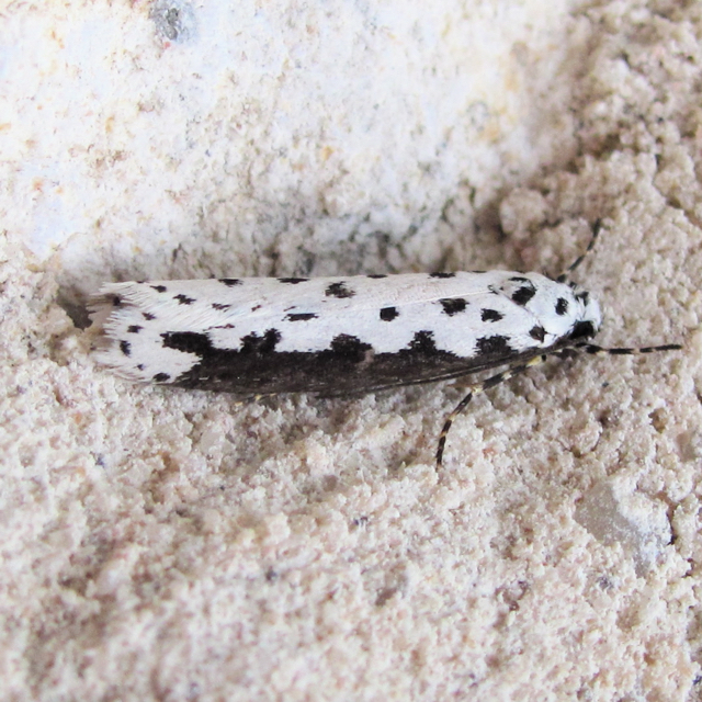 Ethmia hagenella