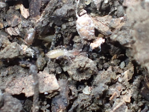 iNaturalist observation photo of Belkin's Short-tailed Whipscorpion