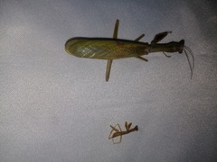 Stagmatoptera femoralis