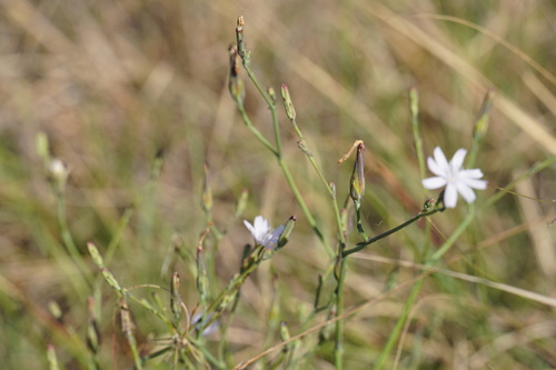 Image of Lactuca inermis by (c) Matthew Fainman, some rights reserved (CC BY)