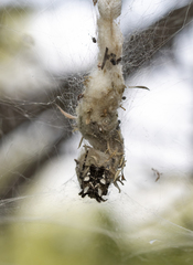 Cyrtophora citricola