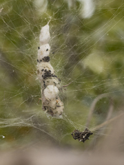 Cyrtophora citricola
