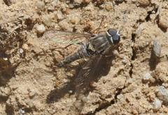 Aphoebantus conurus