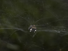 Cyrtophora citricola