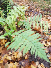Dryopteris filix-mas