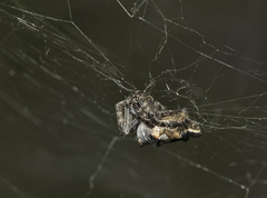 Cyrtophora citricola