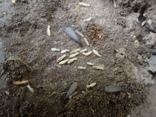iNaturalist observation photo of Reticulitermes