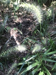Setaria scheelei