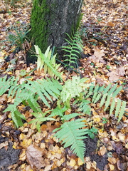 Dryopteris filix-mas
