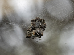 Cyrtophora citricola